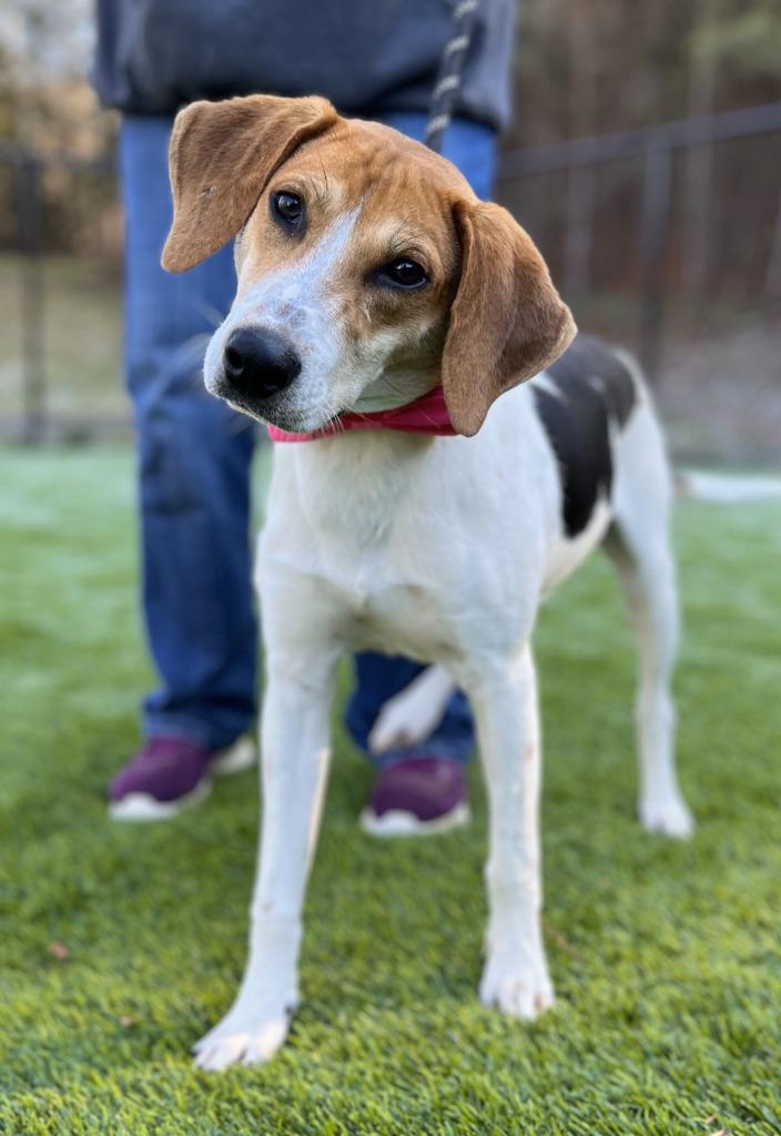 Enlarge Joe, a Adoptable mixed breed in Ellijay, GA image 2/5