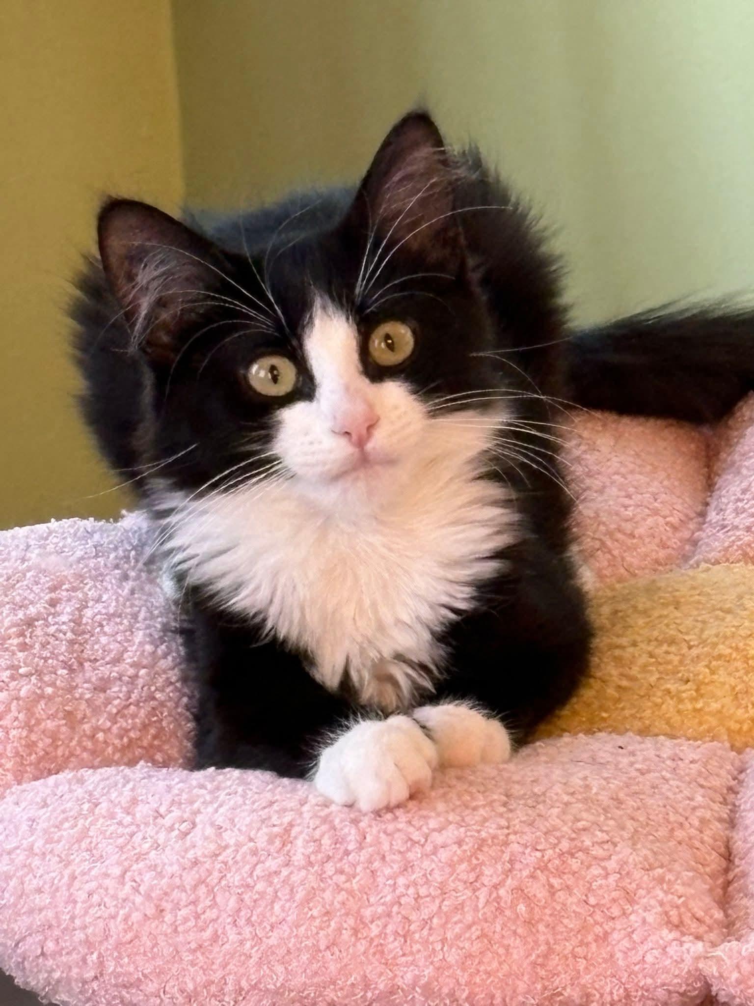 Matata, Adoptable, Kitten Female Domestic Medium Hair.