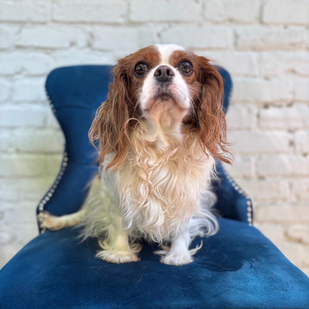 Enlarge Lil Snapper, an adopted Cavalier King Charles Spaniel in Zionsville, IN image 1/1