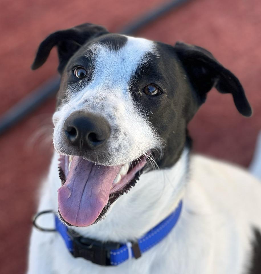 Enlarge Marshall, a ADOPTABLE mixed breed in Tempe, AZ image 1/1
