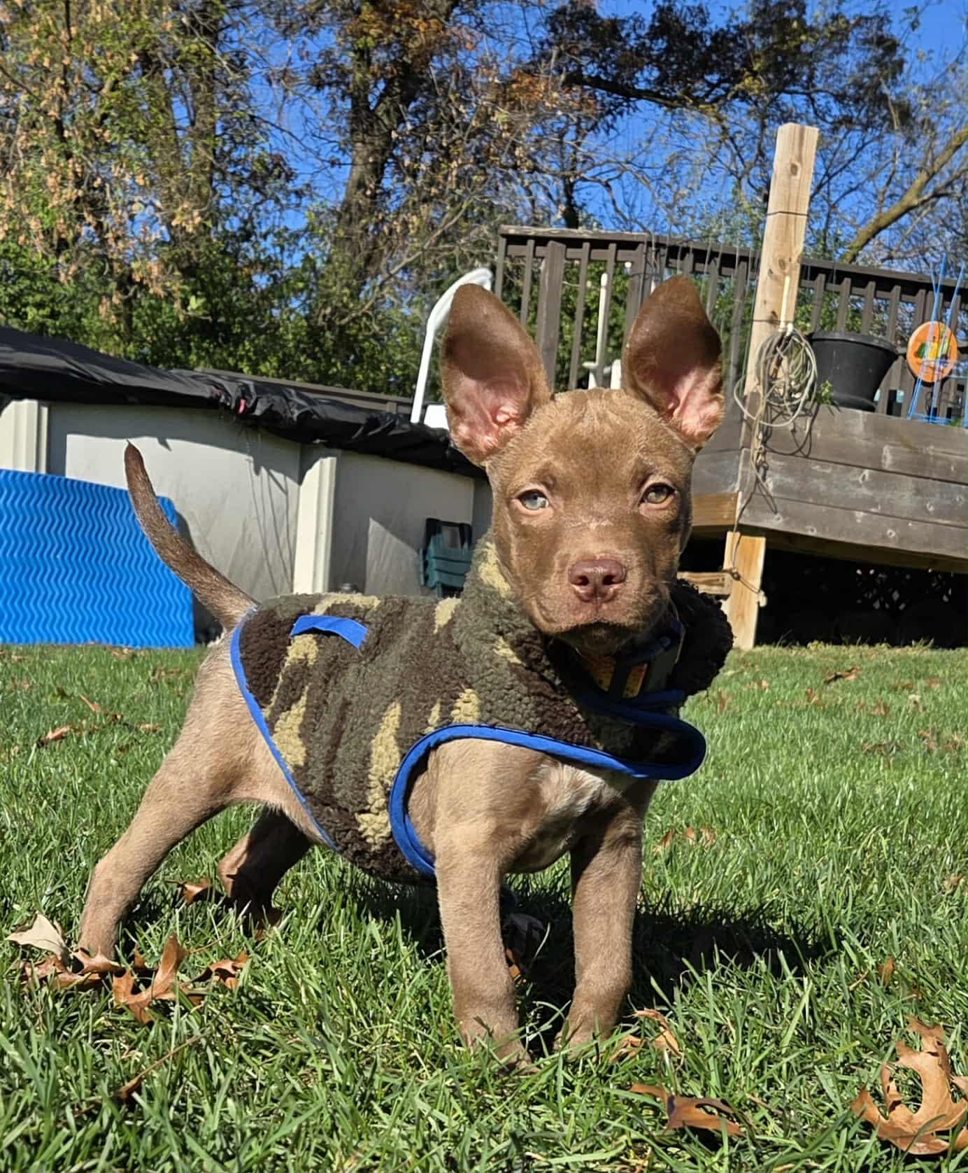 Reed the bully mix puppy