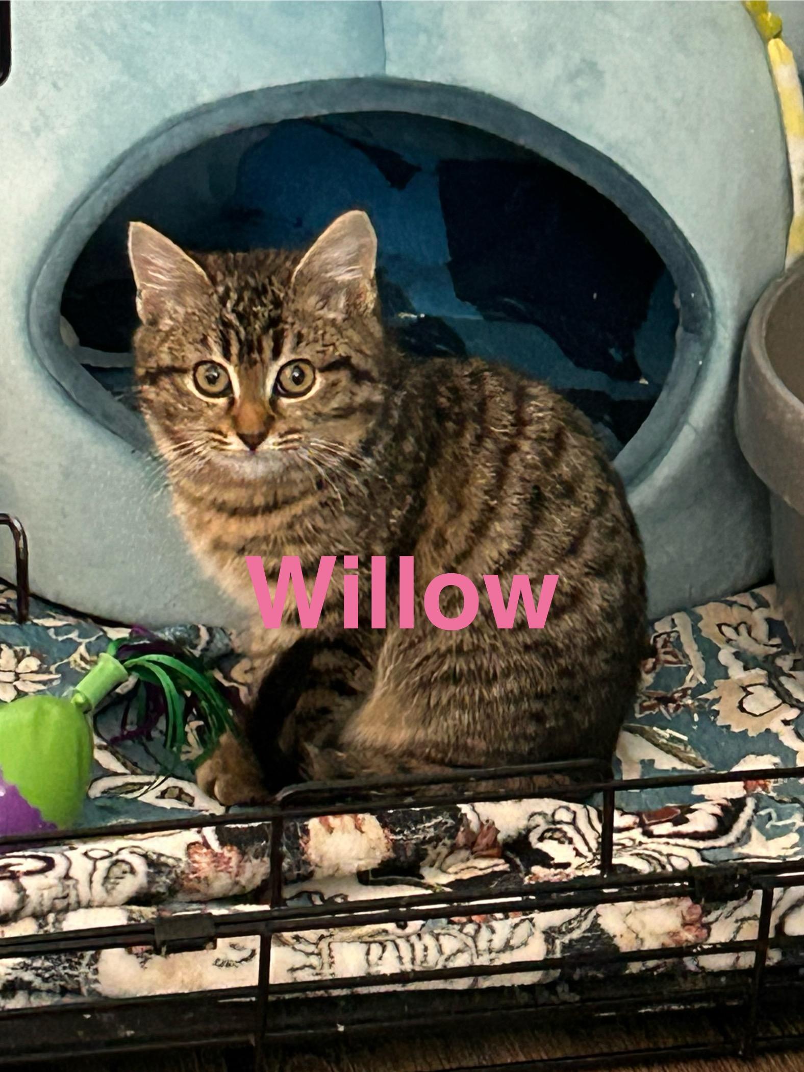 Enlarge Willow, an adopted Domestic Short Hair in Yardley, PA image 1/1
