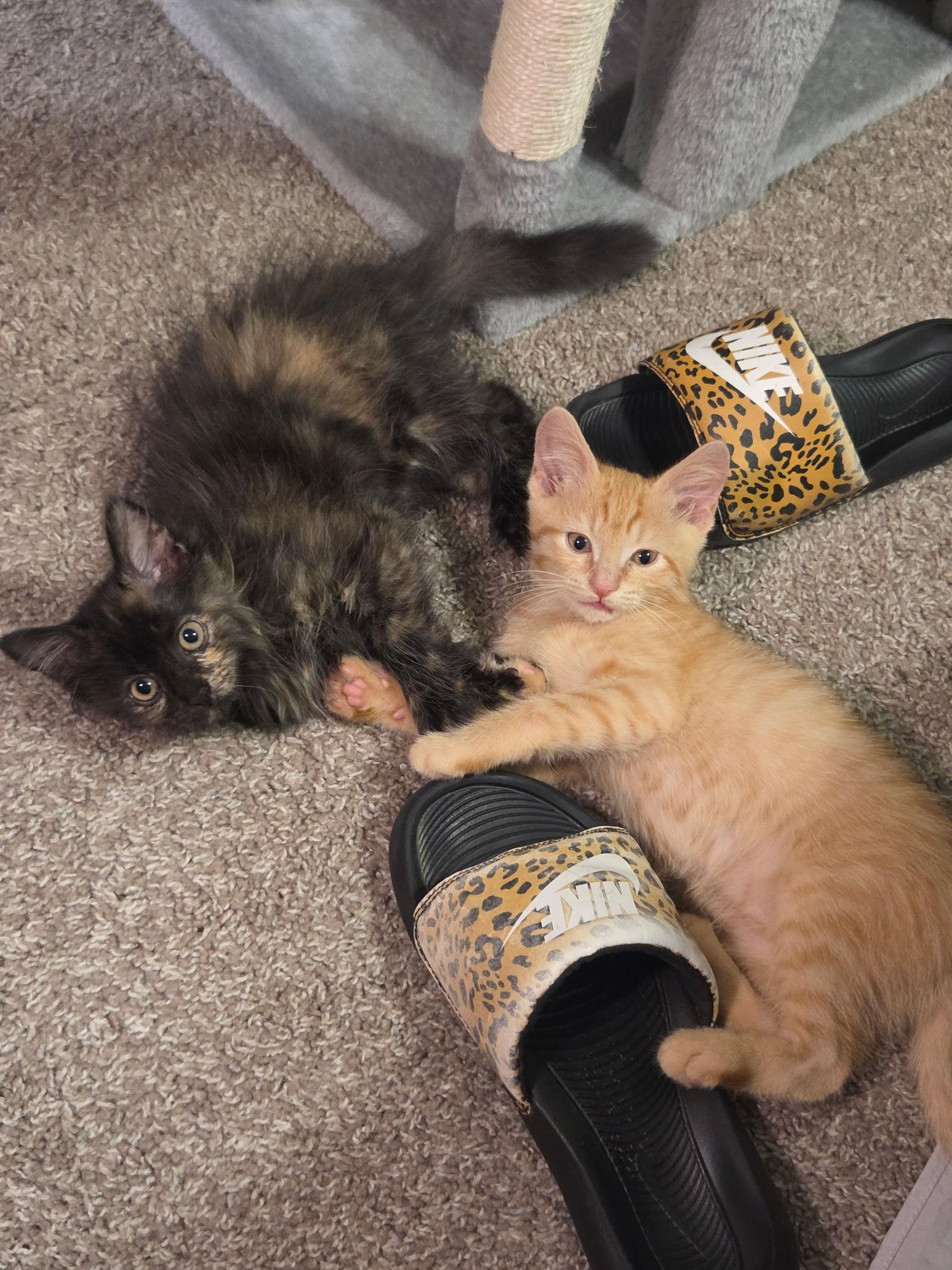 Liam & Olivia (Bonded sibling pair), an adopted mixed breed in Mount Juliet, TN image 6/6