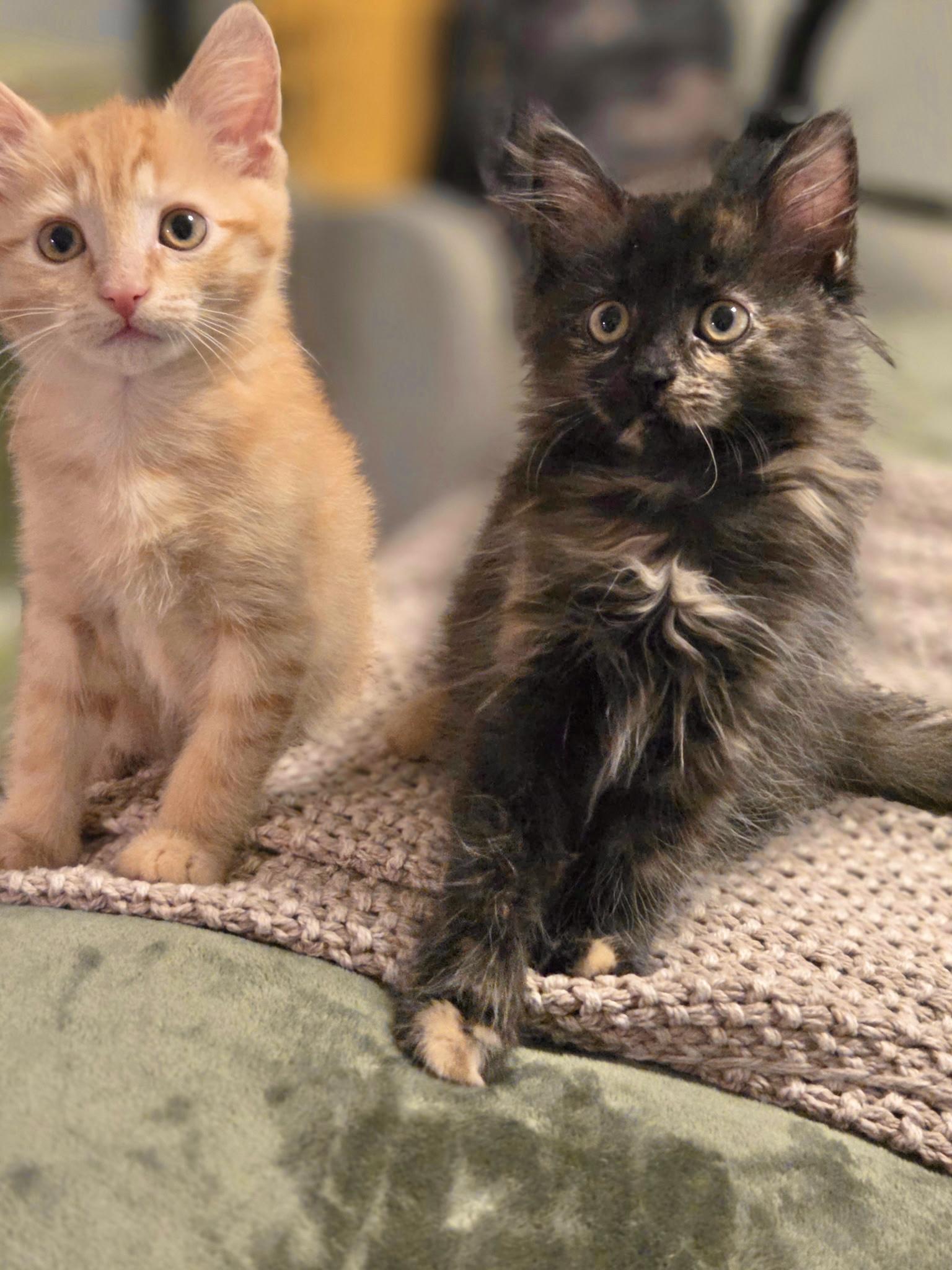 Liam & Olivia (Bonded sibling pair), adopted, Kitten Female Domestic Short Hair & Domestic Long Hair.