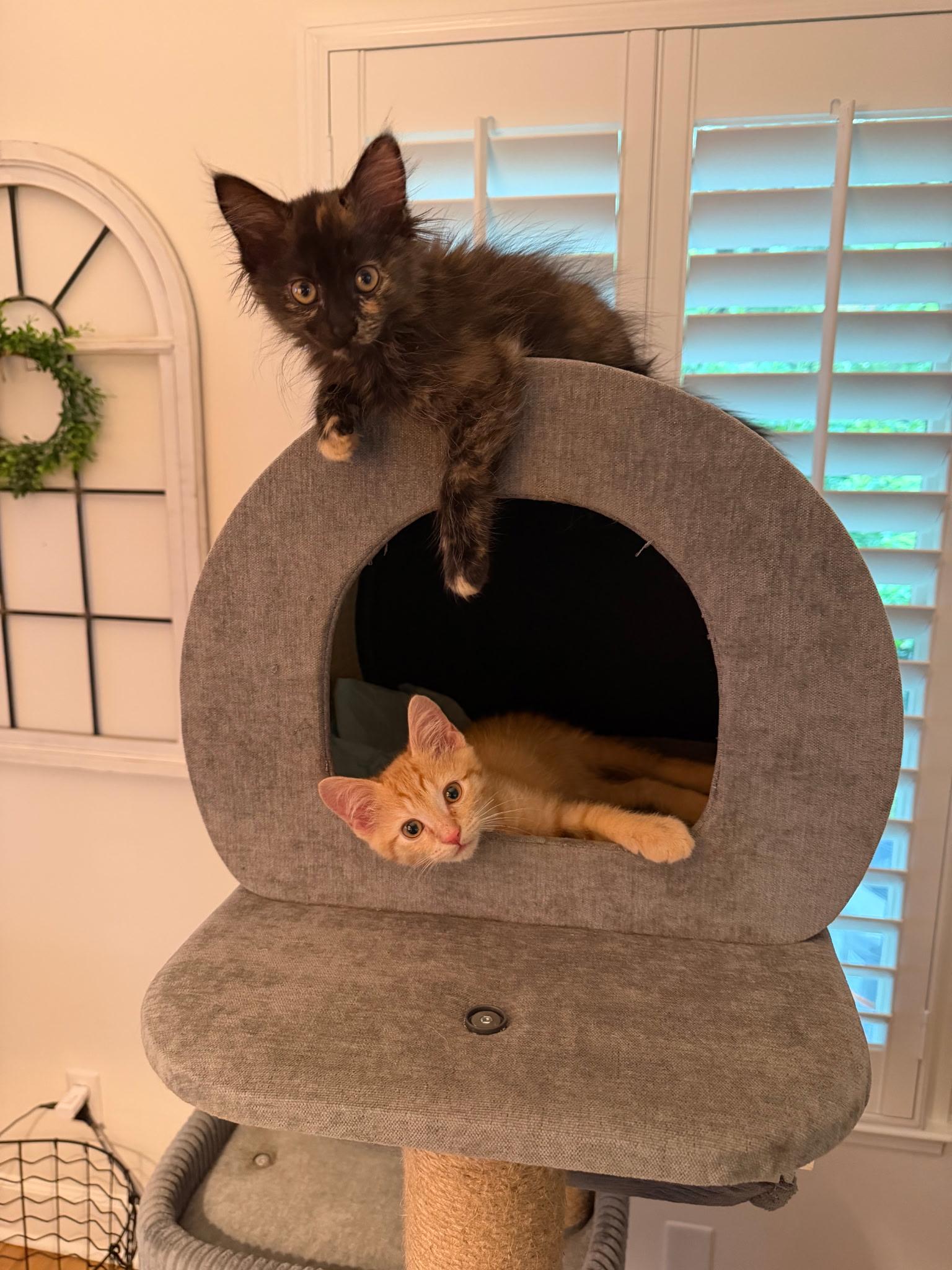 Liam & Olivia (Bonded sibling pair), an adopted mixed breed in Mount Juliet, TN image 4/6