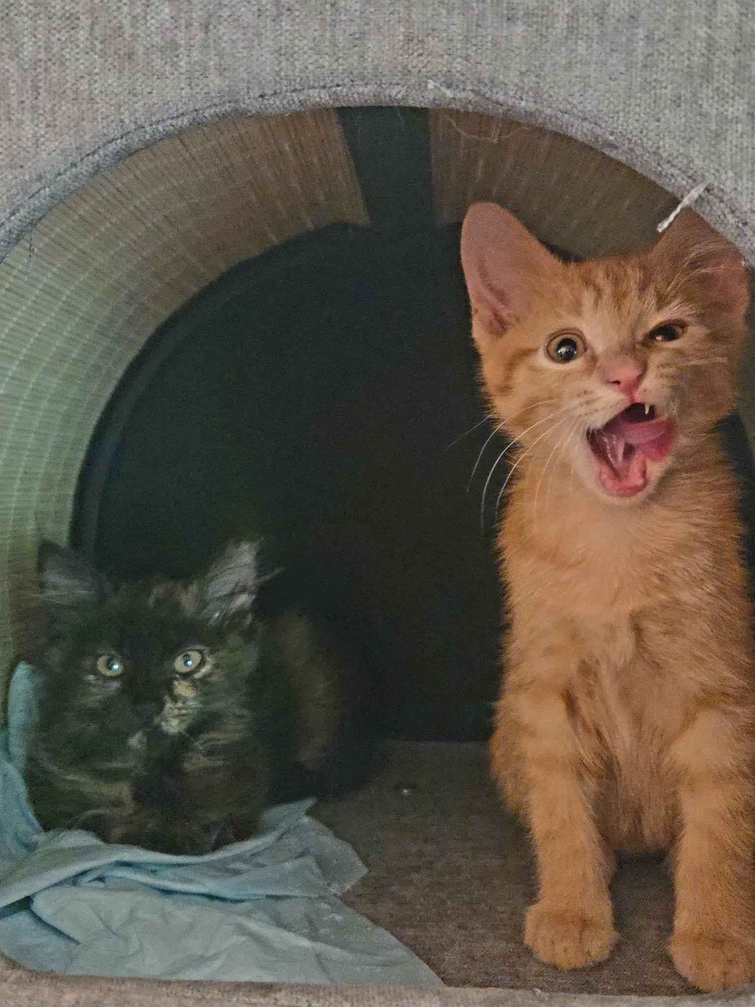 Liam & Olivia (Bonded sibling pair), an adopted mixed breed in Mount Juliet, TN image 5/6