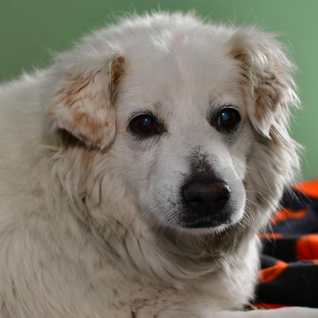 Enlarge Pearl, a Adoptable Mixed Breed in Ottawa, KS image 1/1