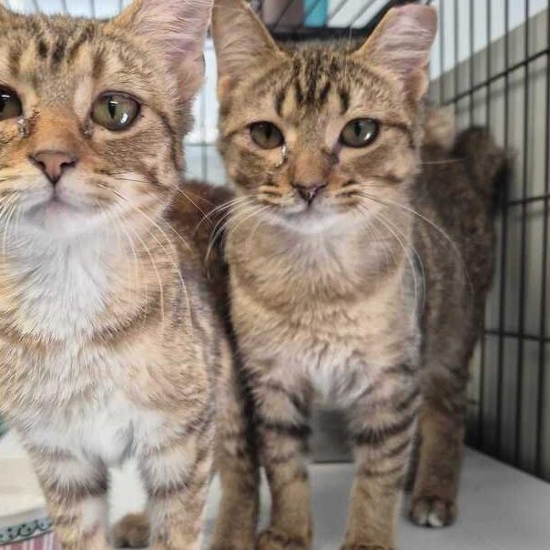 Bro-tato, Adoptable, Young Male Domestic Short Hair.