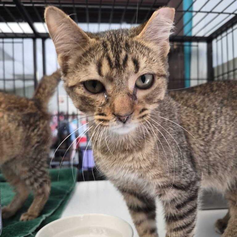 Enlarge Bro-tato, a Adoptable Domestic Short Hair in Davenport, IA image 2/2