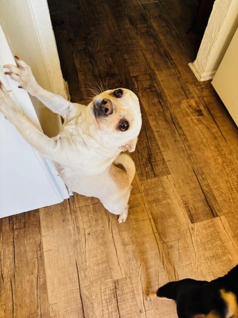 Enlarge Chloe, a ADOPTABLE Chihuahua in Carlsbad, CA image 2/6