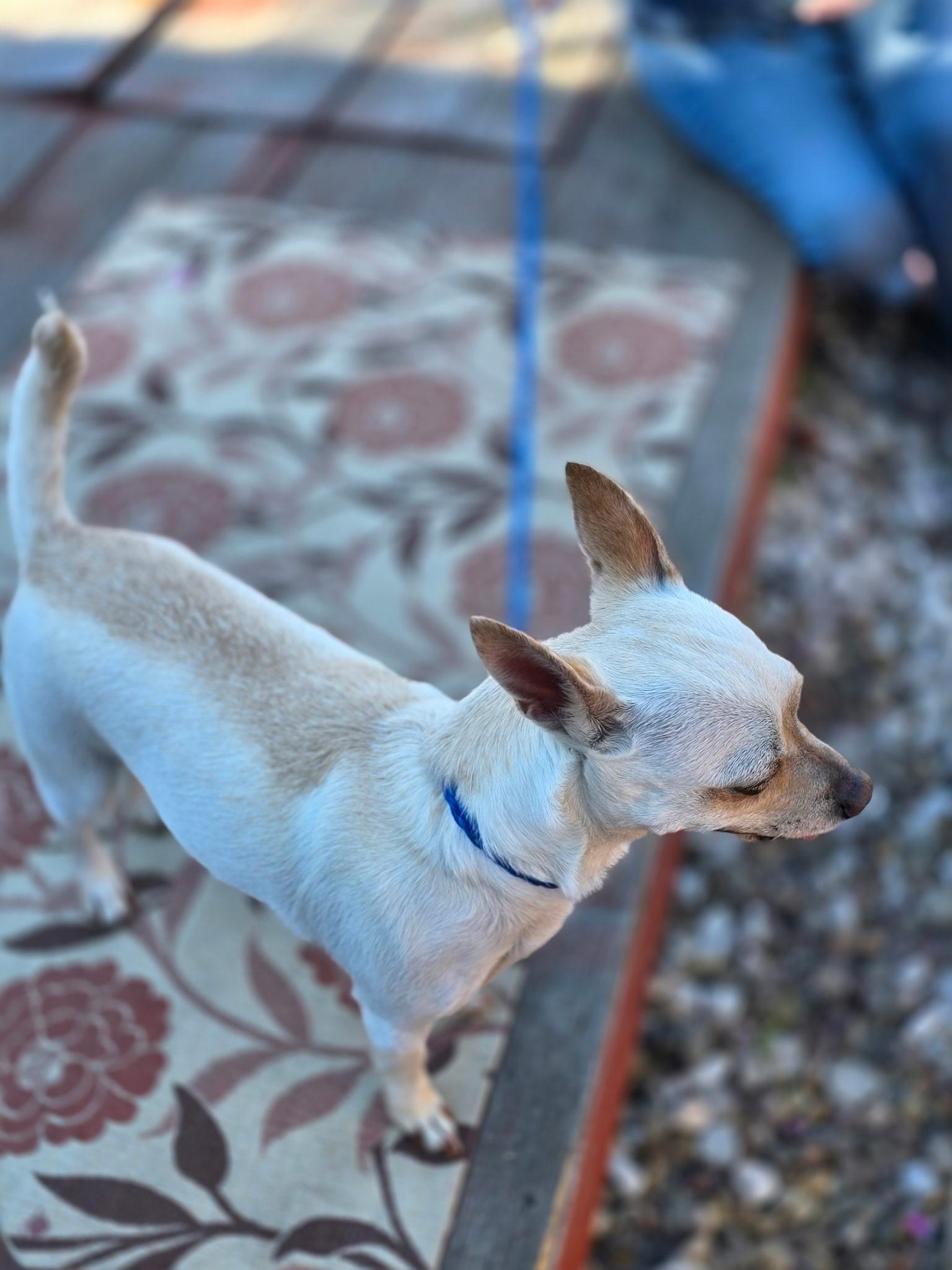Enlarge Chloe, a ADOPTABLE Chihuahua in Carlsbad, CA image 3/6