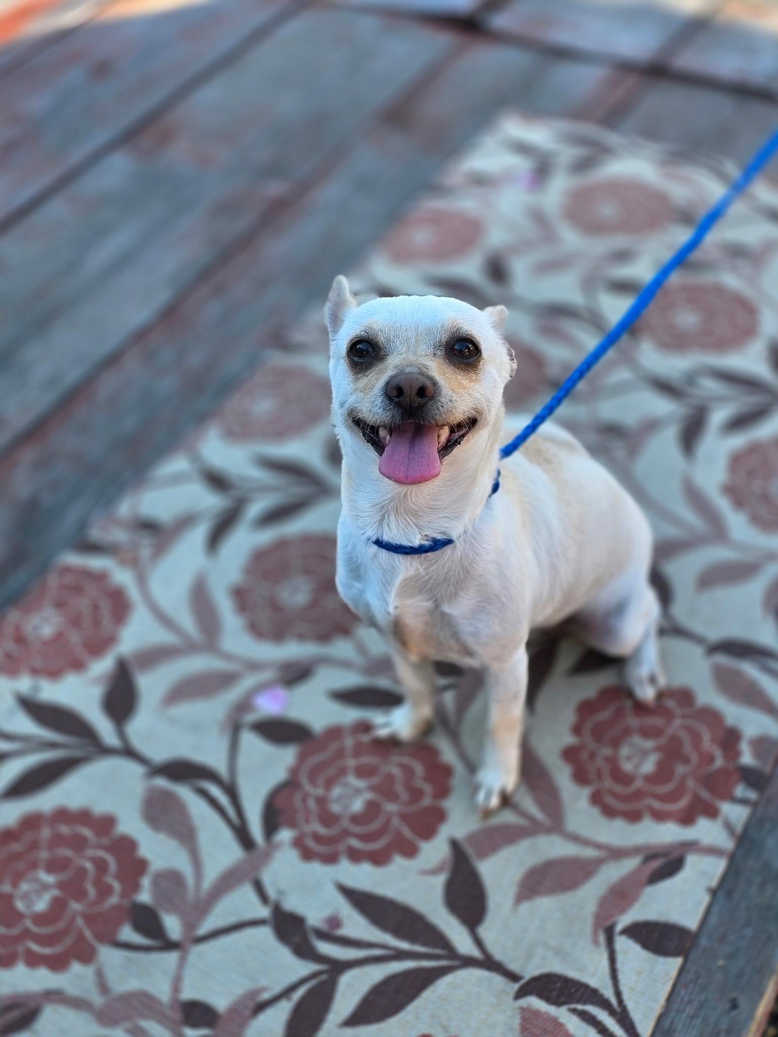 Enlarge Chloe, a ADOPTABLE Chihuahua in Carlsbad, CA image 4/6