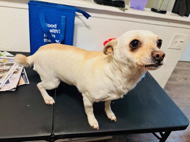 Enlarge Chloe, a ADOPTABLE Chihuahua in Carlsbad, CA image 6/6