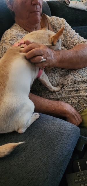 Enlarge Chloe, a ADOPTABLE Chihuahua in Carlsbad, CA image 5/6