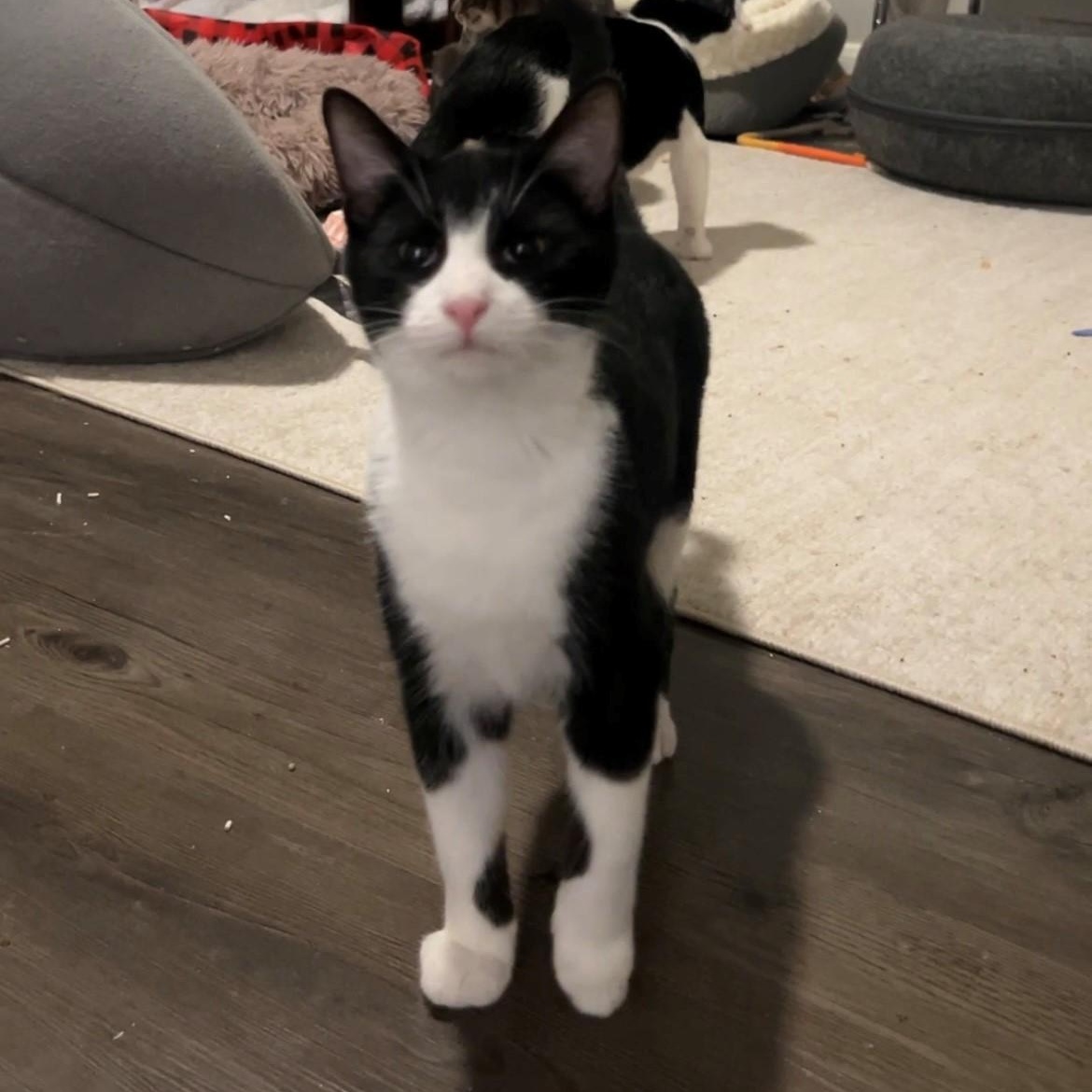 Enlarge Clooney, a Adopted mixed breed in Poughkeepsie, NY image 1/6