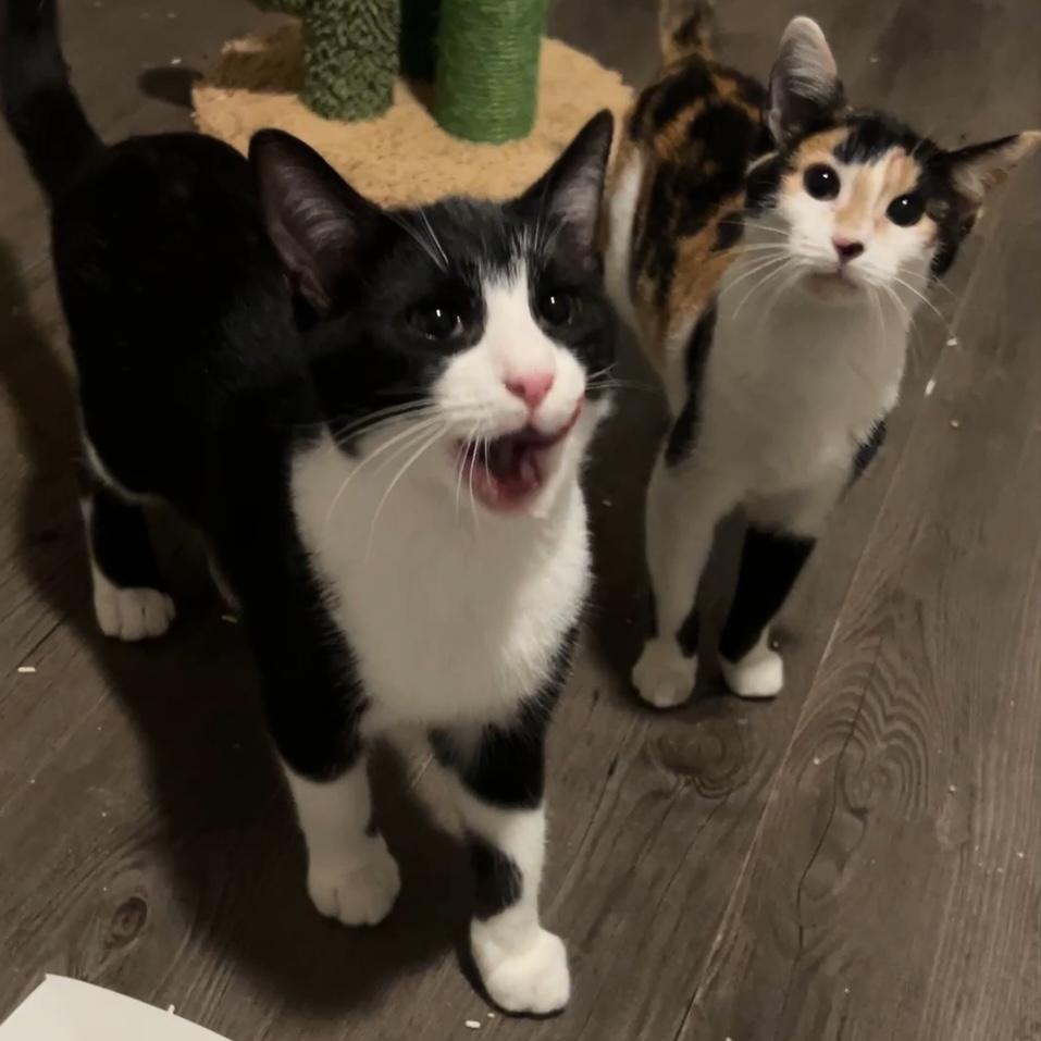 Enlarge Clooney, a Adopted mixed breed in Poughkeepsie, NY image 4/6