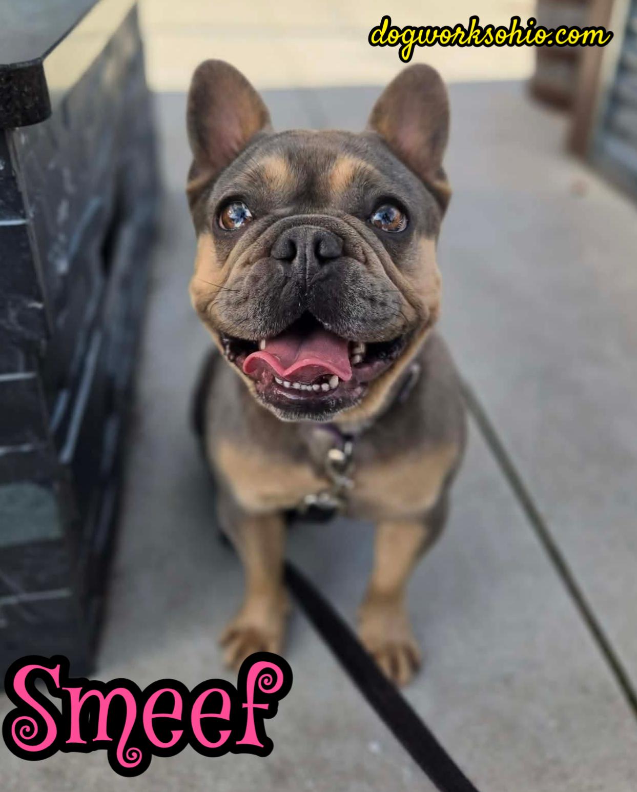 Smeef, Adoptable, Adult Female French Bulldog.