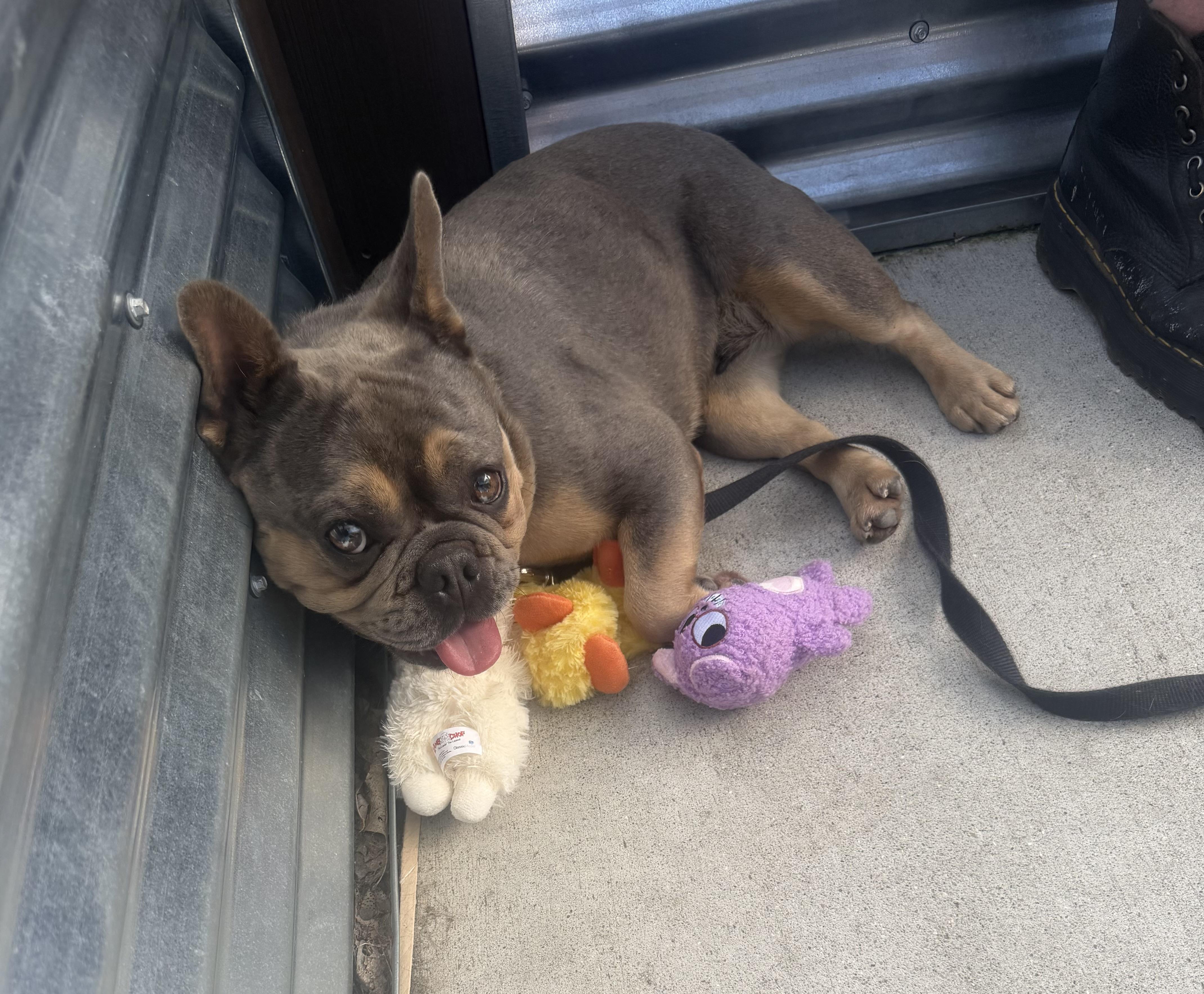 Enlarge Smeef, a Adoptable French Bulldog in Toledo, OH image 4/4