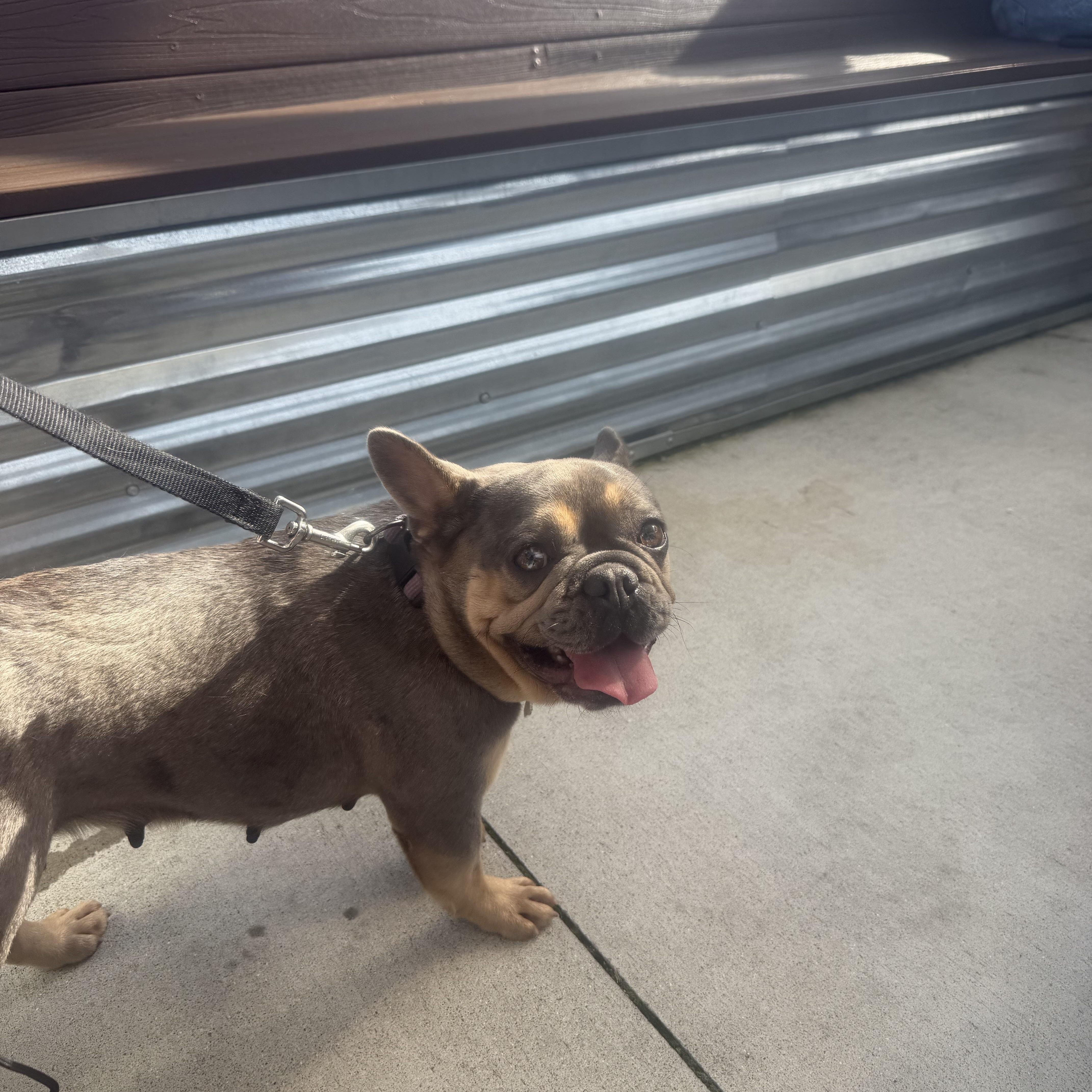 Enlarge Smeef, a Adoptable French Bulldog in Toledo, OH image 3/4
