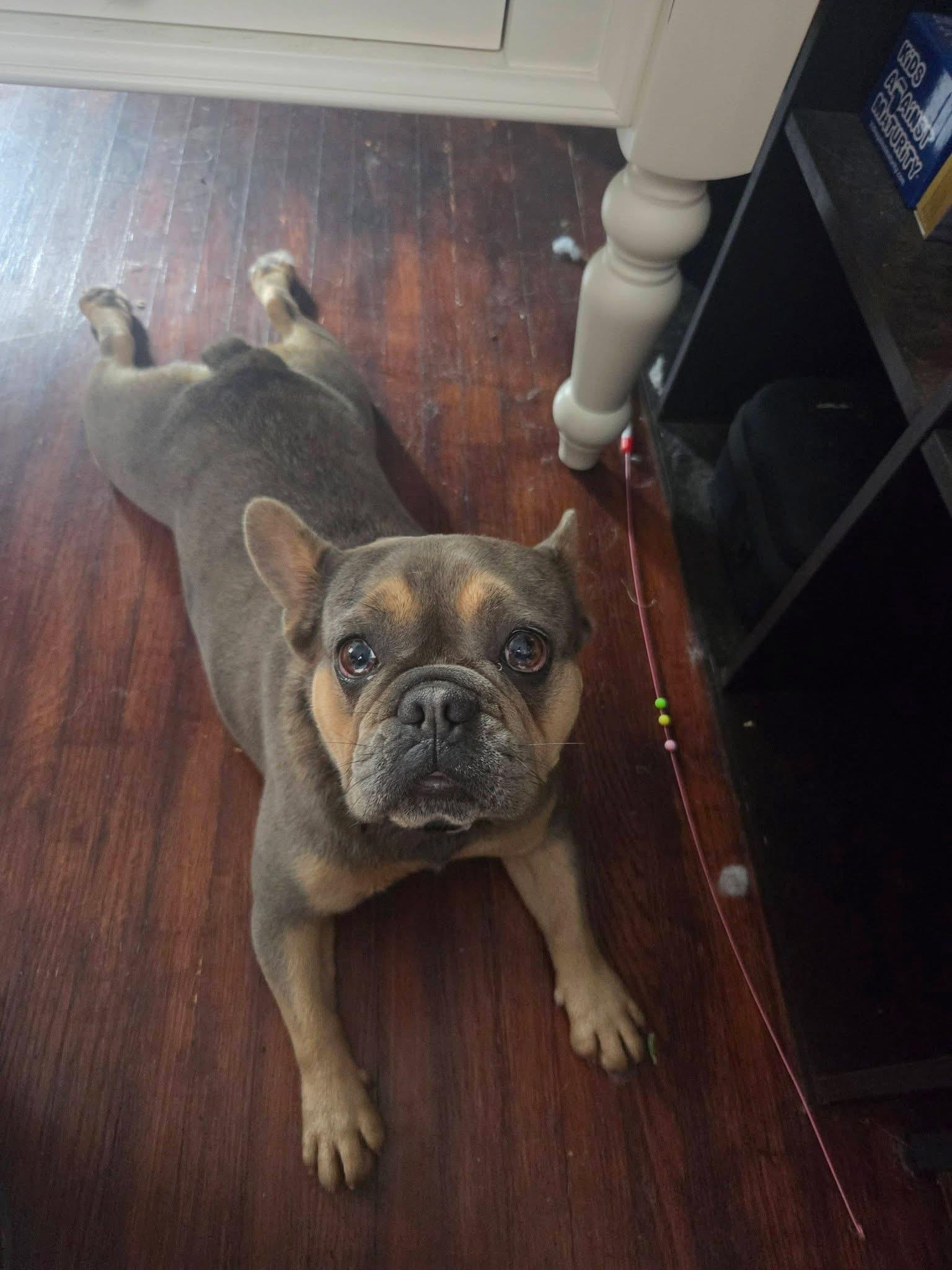 Enlarge Smeef, a Adoptable French Bulldog in Toledo, OH image 2/4