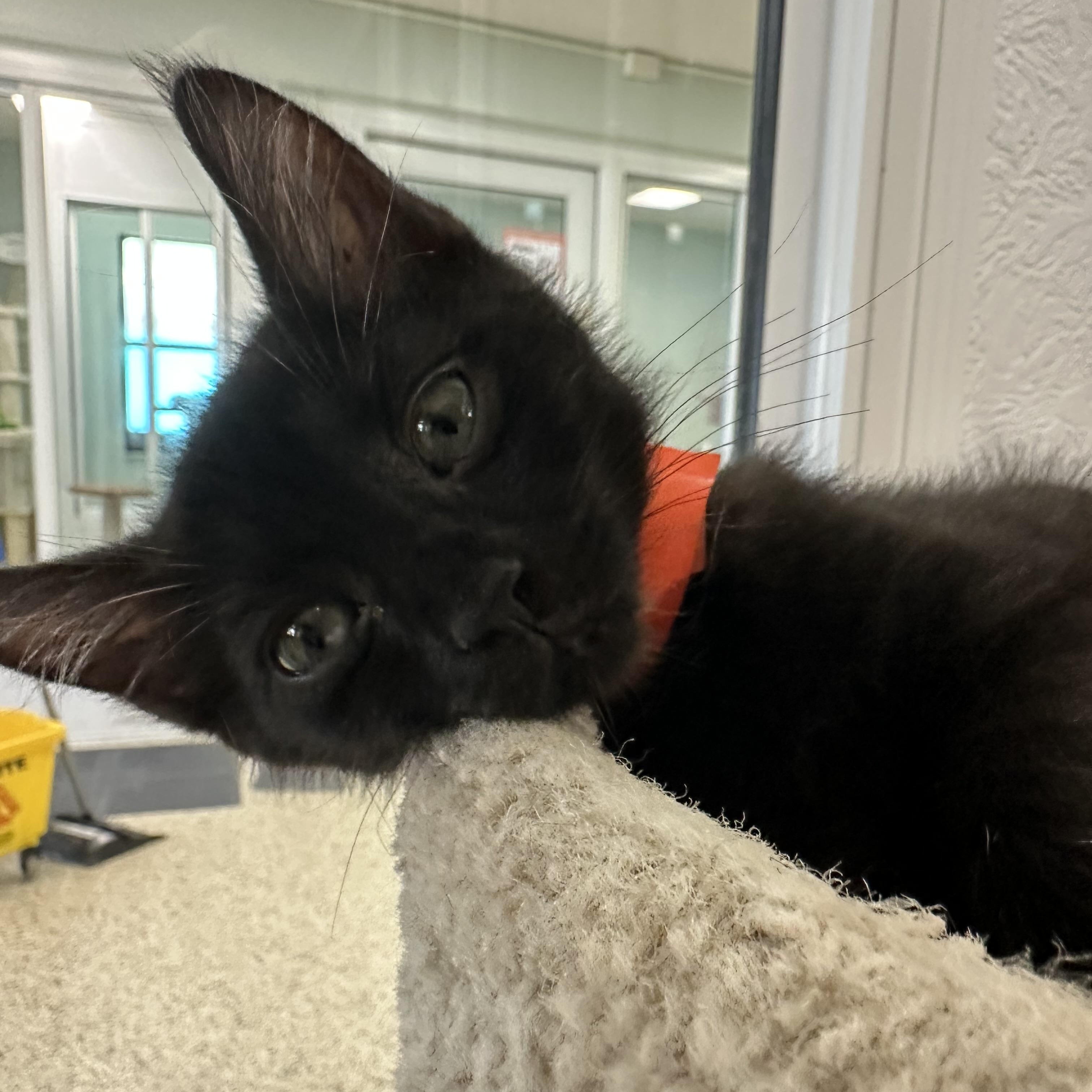 Tostito, ADOPTABLE, Young Male Domestic Short Hair.