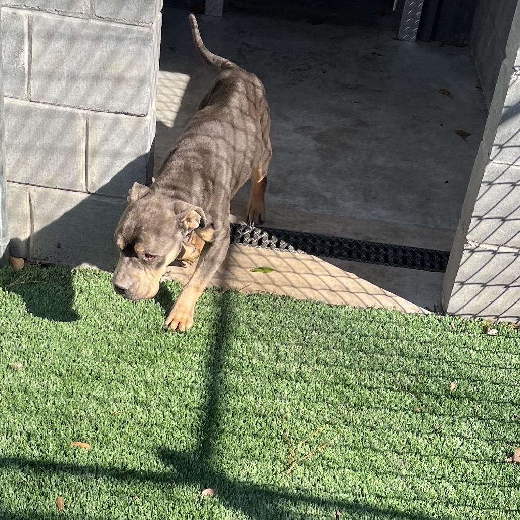 Enlarge Dave, a Adoptable English Bulldog in Richmond Hill, GA image 1/4