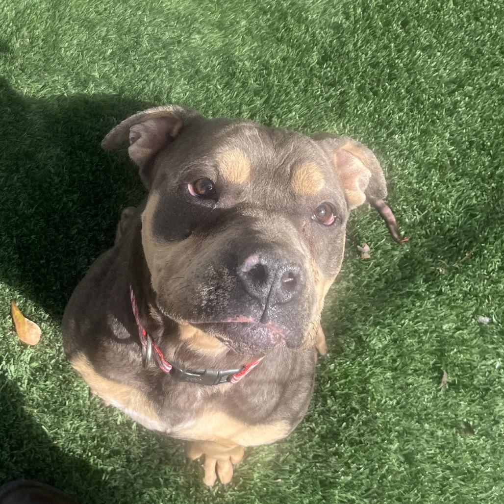 Enlarge Dave, a Adoptable English Bulldog in Richmond Hill, GA image 2/4