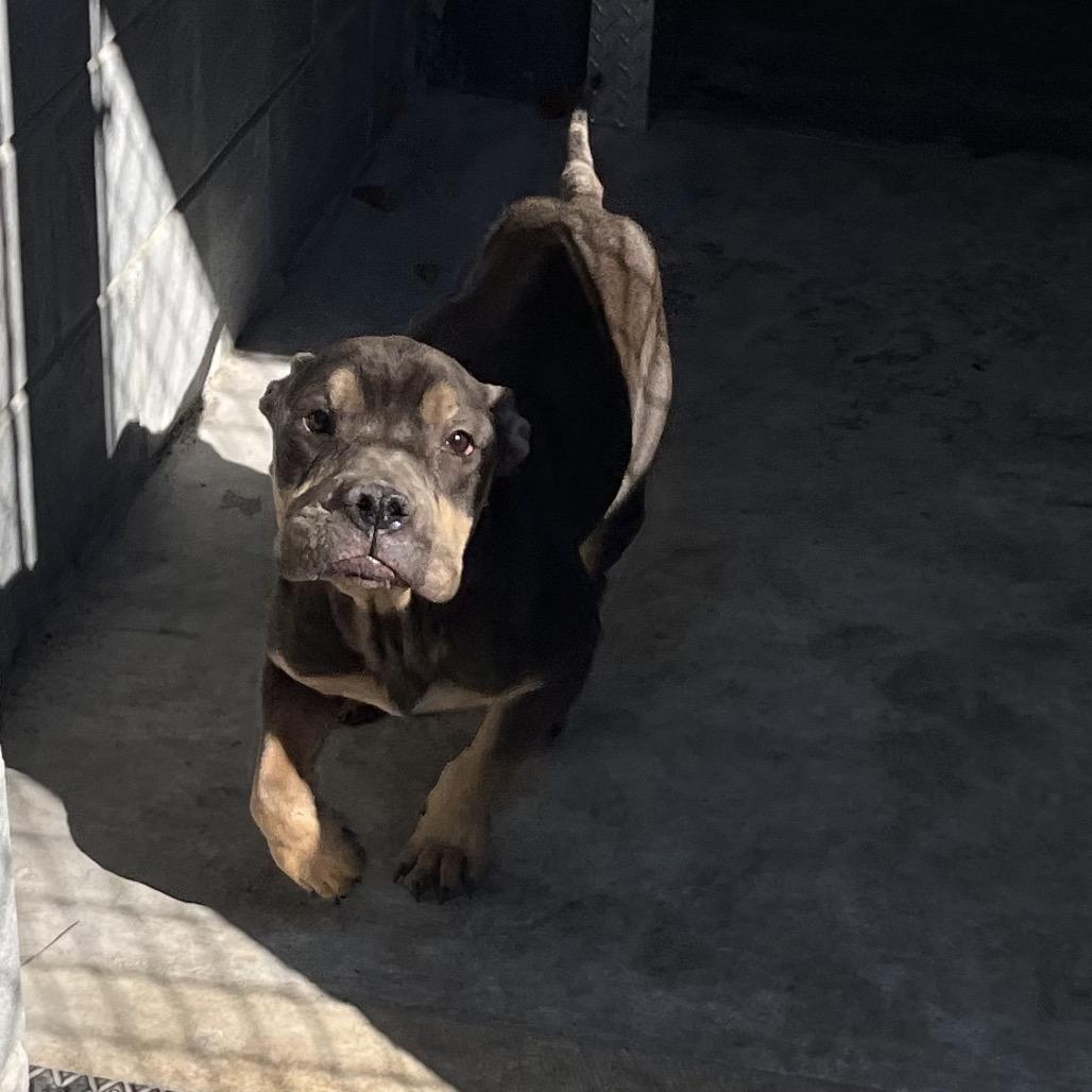 Enlarge Dave, a Adoptable English Bulldog in Richmond Hill, GA image 4/4