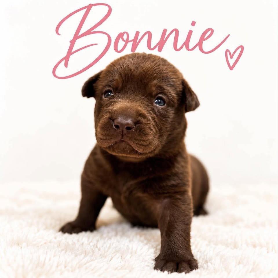 Bonnie photo