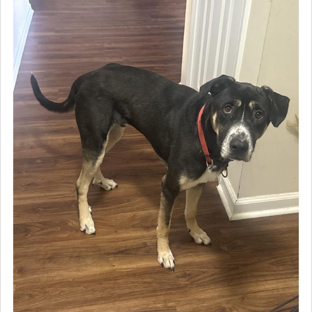 Chess, Adoptable, Adult Male Mixed Breed.