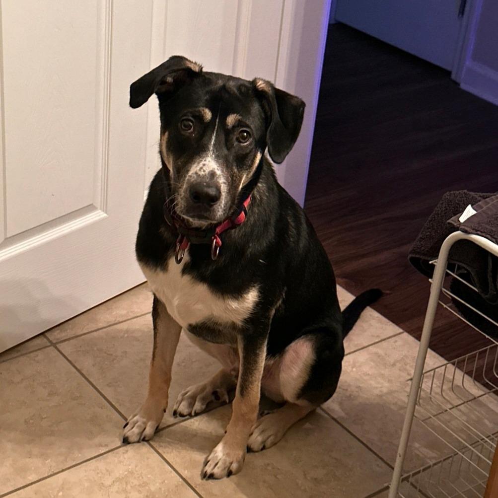 Enlarge Chess, a Adoptable Mixed Breed in Huntsville, AL image 2/4