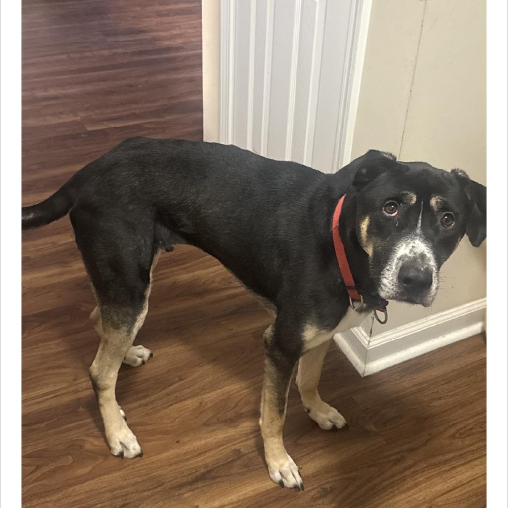 Enlarge Chess, a Adoptable Mixed Breed in Huntsville, AL image 3/4