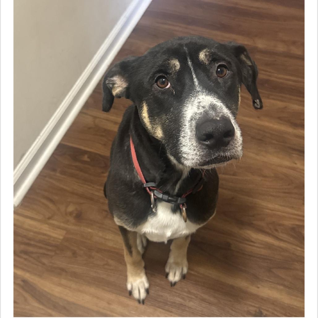 Enlarge Chess, a Adoptable Mixed Breed in Huntsville, AL image 4/4