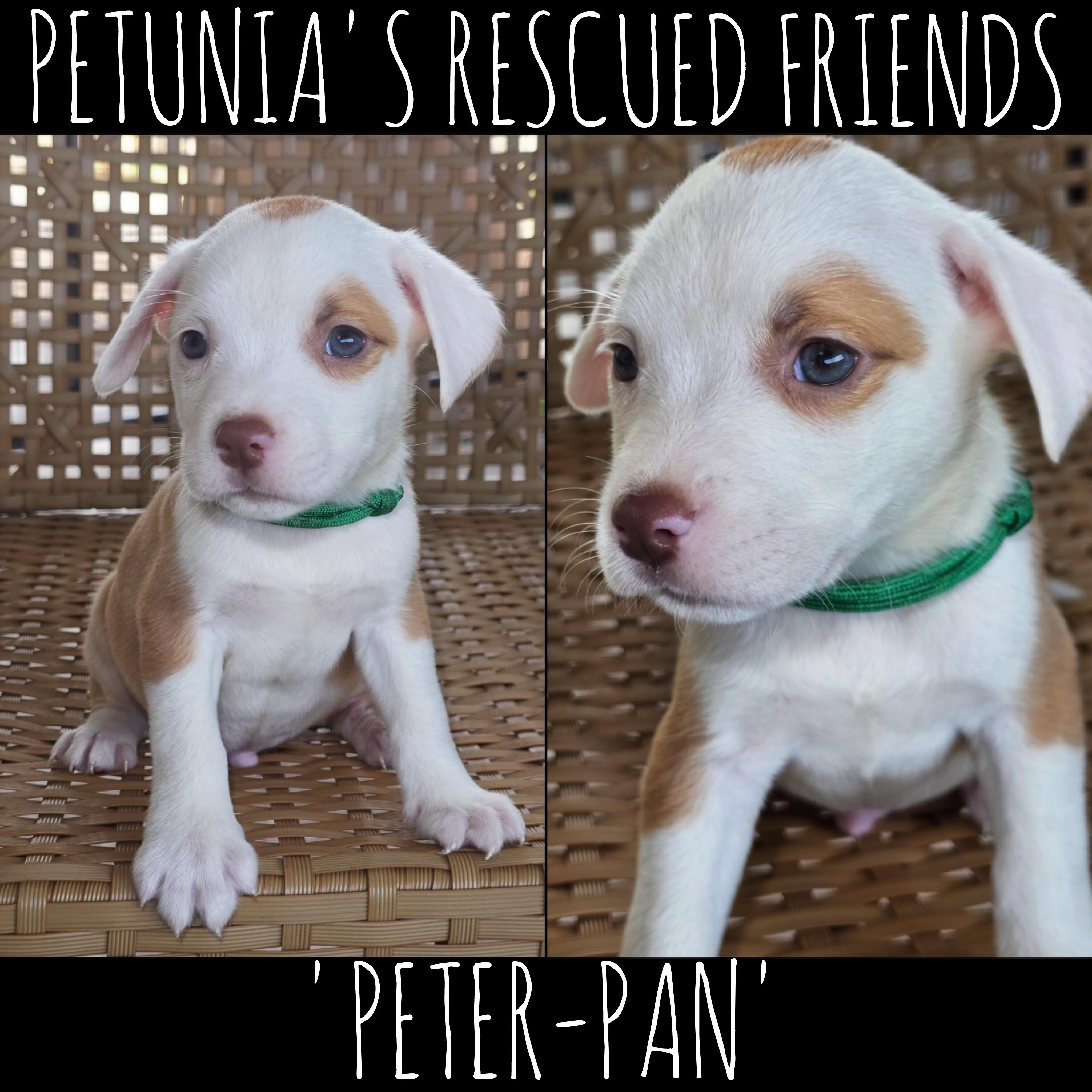 Peterpan, Adoptable, Puppy Male Pit Bull Terrier.