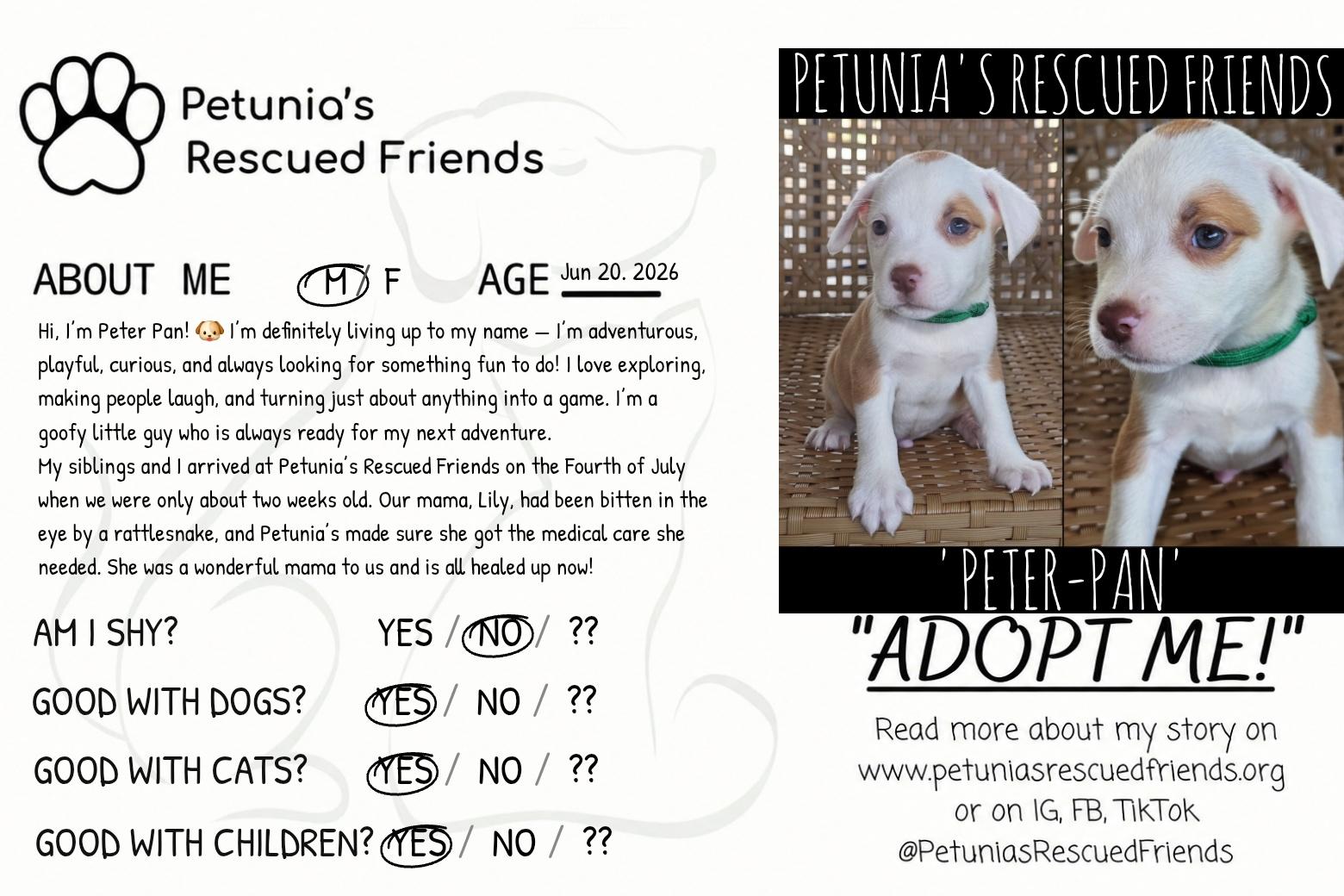 Enlarge Peterpan, a Adoptable mixed breed in Castroville, TX image 2/2