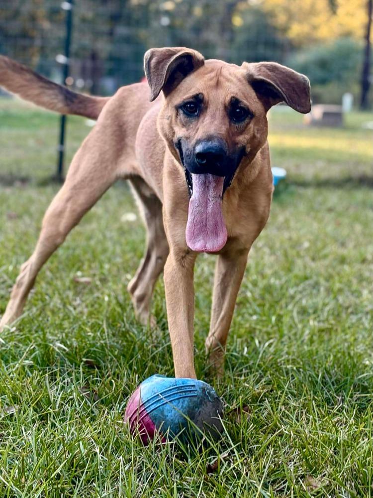 Enlarge Spencer, a Adoptable mixed breed in Syracuse, NY image 1/6