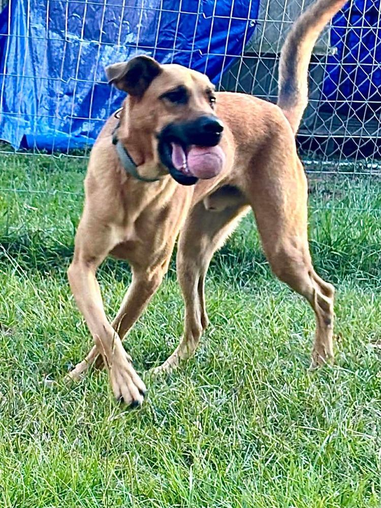 Enlarge Spencer, a Adoptable mixed breed in Syracuse, NY image 2/6