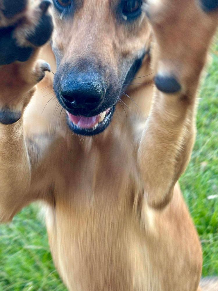 Enlarge Spencer, a Adoptable mixed breed in Syracuse, NY image 3/6