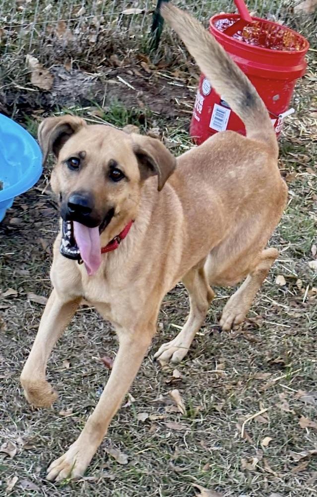 Enlarge Spencer, a Adoptable mixed breed in Syracuse, NY image 4/6