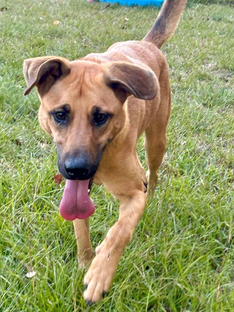 Enlarge Spencer, a Adoptable mixed breed in Syracuse, NY image 4/6