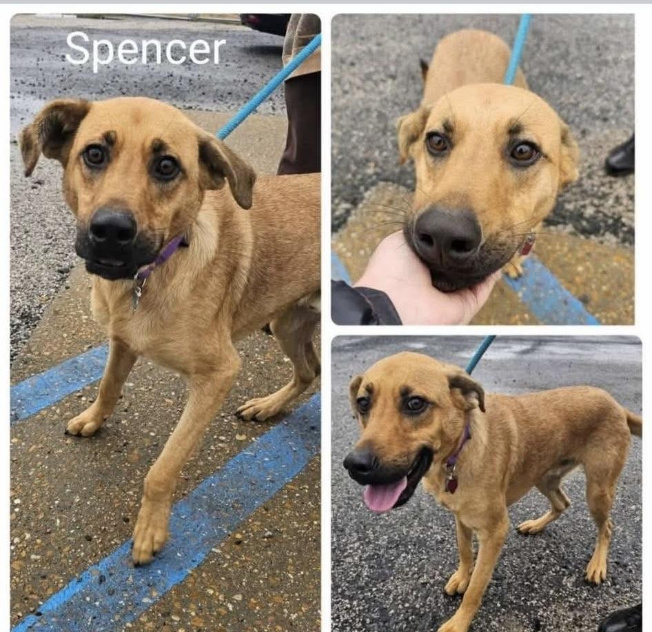 Enlarge Spencer, a Adoptable mixed breed in Syracuse, NY image 5/6