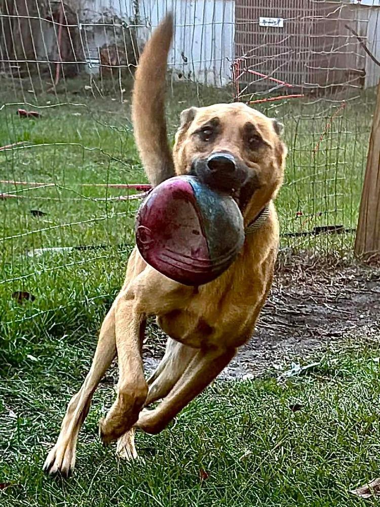 Enlarge Spencer, a Adoptable mixed breed in Syracuse, NY image 6/6