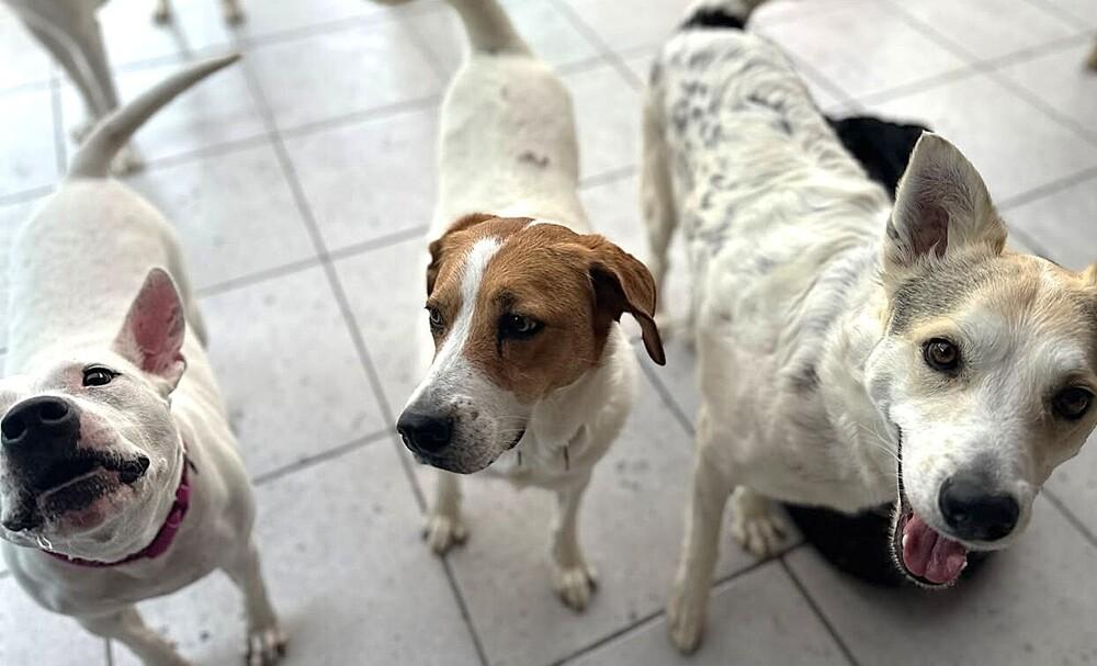 CAMILIA, Adoptable, Adult Female Foxhound.