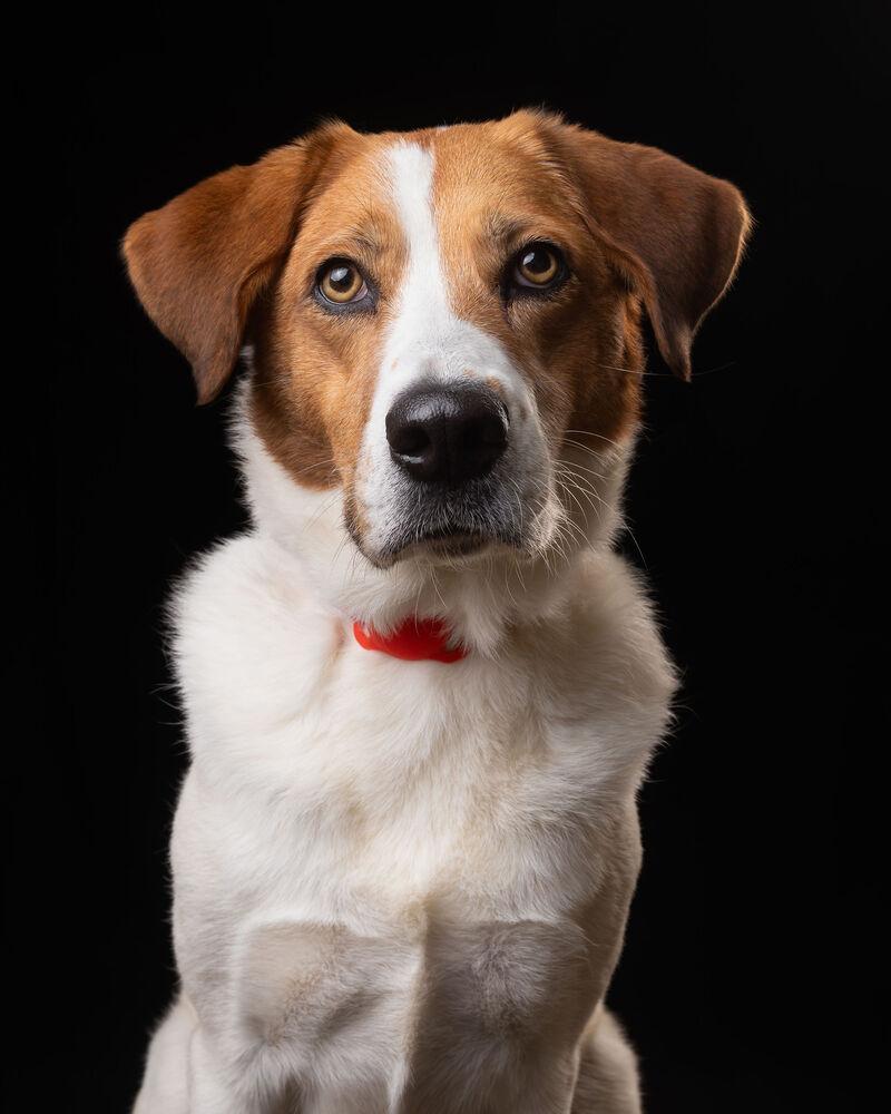 Enlarge CAMILIA, a Adoptable mixed breed in Langley, BC image 3/6