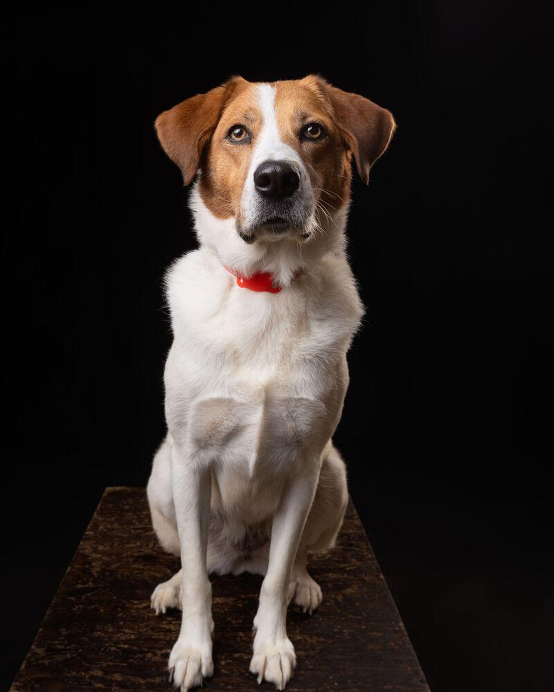 Enlarge CAMILIA, a Adoptable mixed breed in Langley, BC image 4/6
