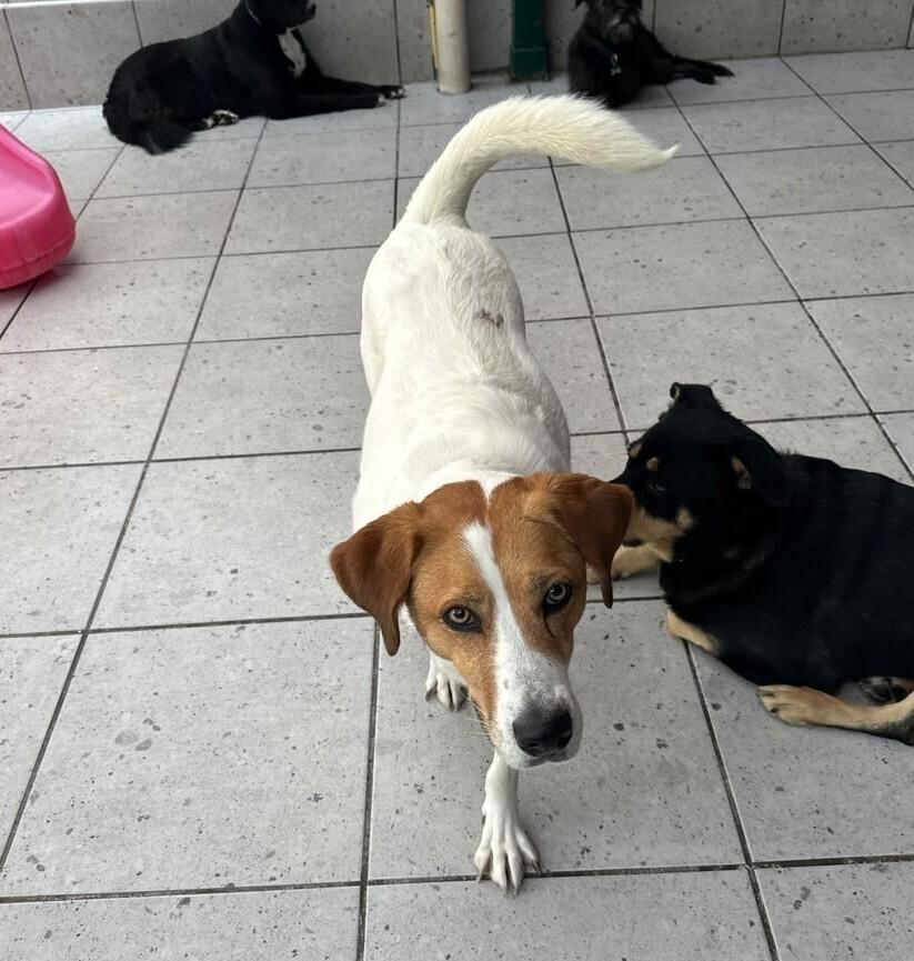 Enlarge CAMILIA, a Adoptable mixed breed in Langley, BC image 5/6