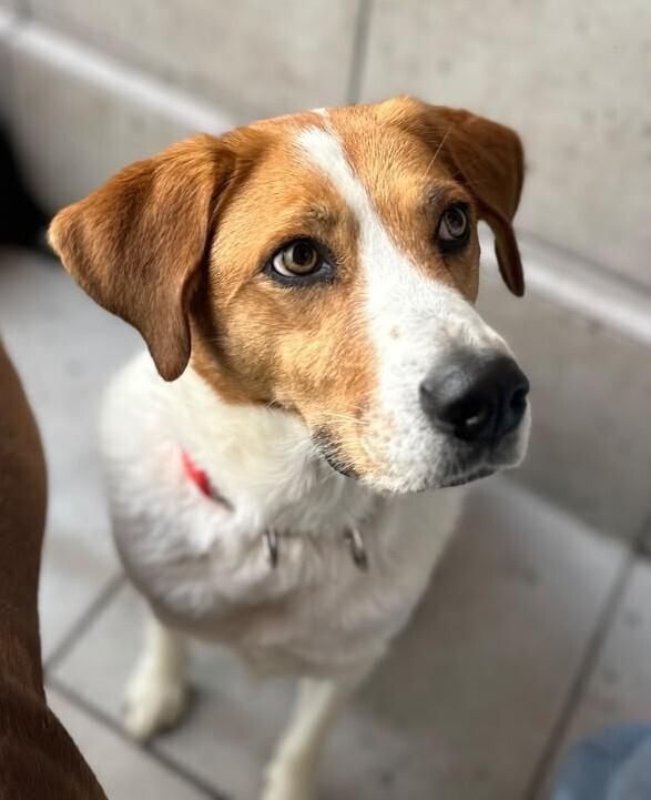 Enlarge CAMILIA, a Adoptable mixed breed in Langley, BC image 6/6