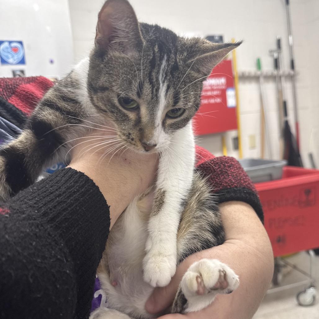 Felicity, Adoptable, Adult Female Domestic Short Hair.