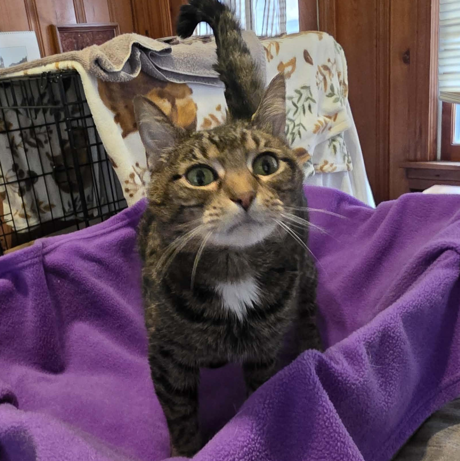 Nelle, a ADOPTABLE Domestic Short Hair in Chicago, IL image 2/6