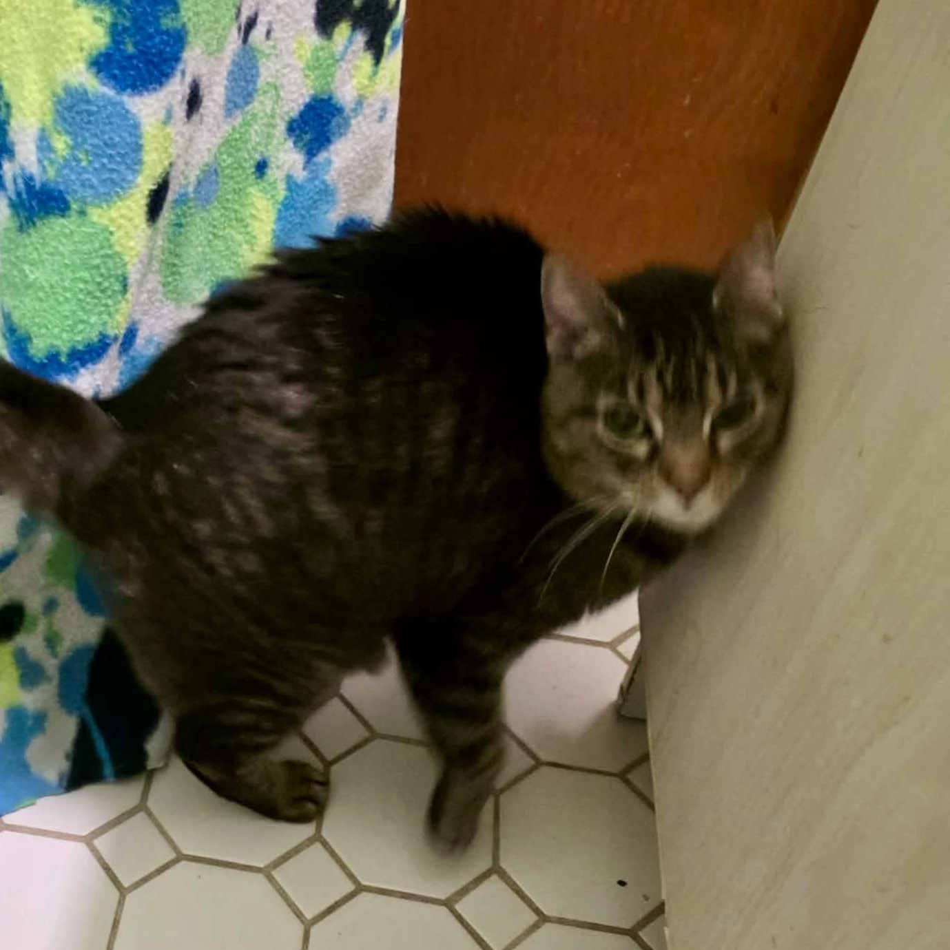 Nelle, a ADOPTABLE Domestic Short Hair in Chicago, IL image 5/6